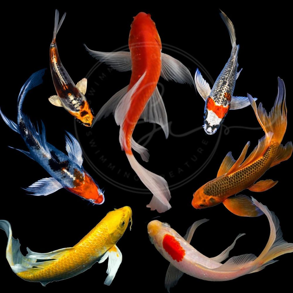 Live Fish Aquarium - Diverse kleuren levende Koi vissen voor