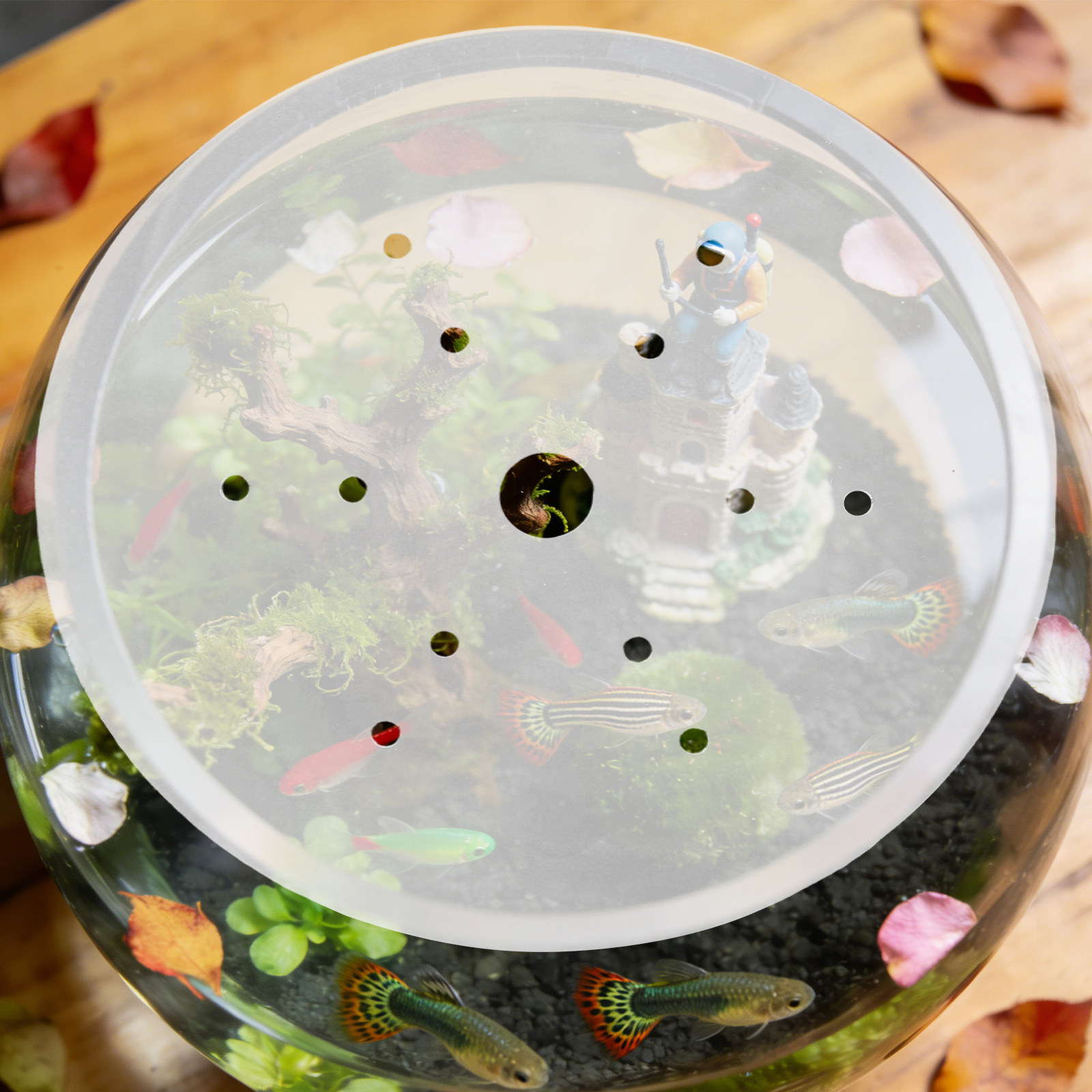 Ronde viskom afdekking, ondoor - Aquarium Fish Jumping recensie en prijs