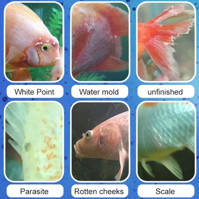 SIKEZHAN Behandeling van viszi - Aquarium Fish Quality recensie en prijs