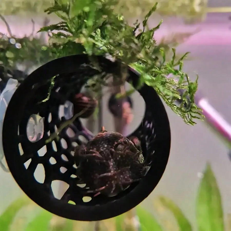 Betta Fish Hideout Holle buiso - Aquarium Fish Hideout recensie en prijs