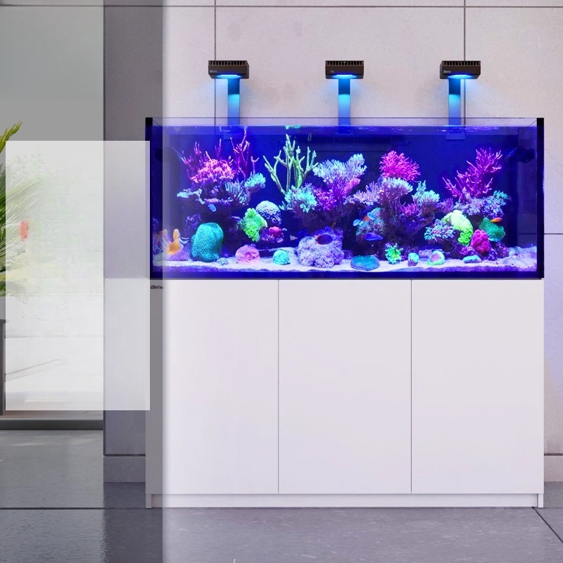 2026 Hot Selling Groothandelsp - Aquarium Fish And Price recensie en prijs