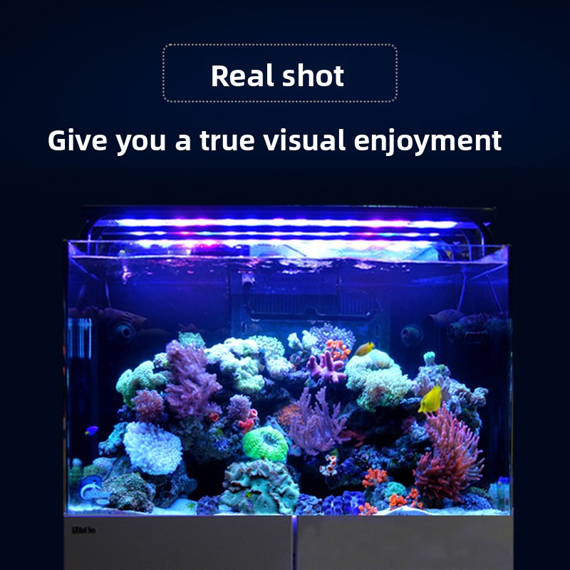 2026 Hot Selling Groothandelsp - Aquarium Fish And Price recensie en prijs