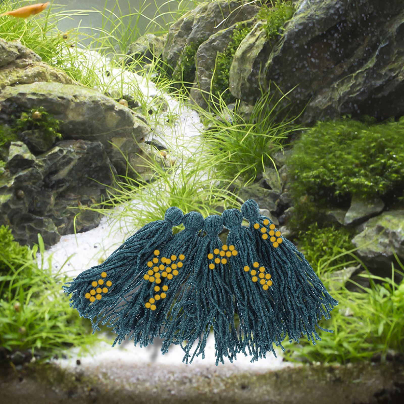 5 Stuks Broederij Paaien Mop P - Aquarium Fish Hideout recensie en prijs